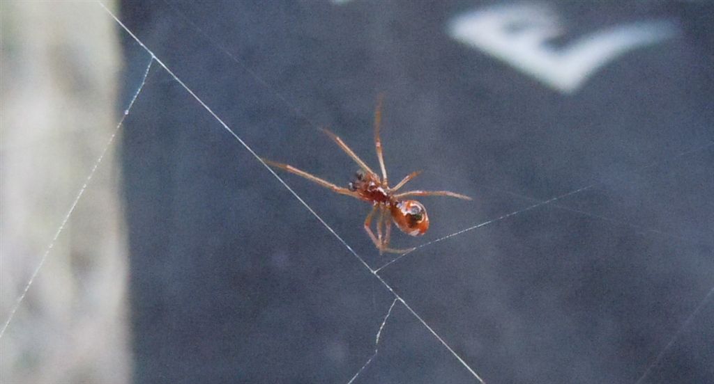 Argiope bruennichi + Argyrodes + dittero scroccone